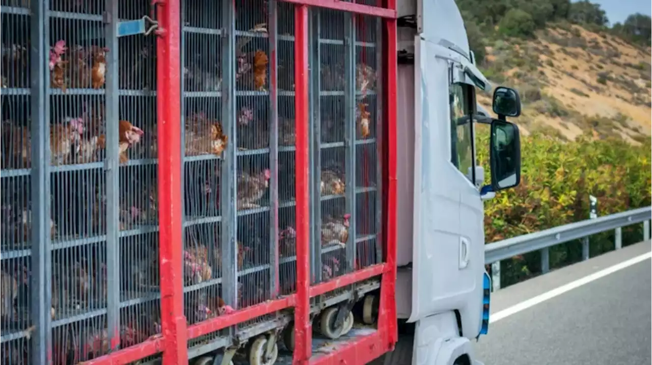 Santa Fe: volcó un camión que transportaba más de 500 cajones de pollo y los vecinos lo saquearon