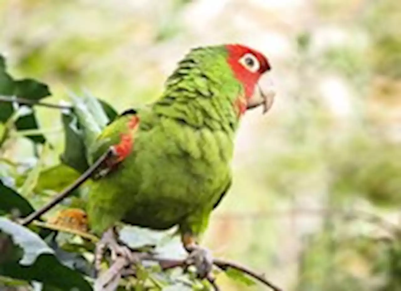 How wild parrots beat sea lions in a race to be San Francisco’s mascot