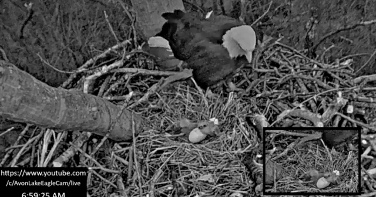 Second bald eagle egg hatches in Avon Lake, 1 to go