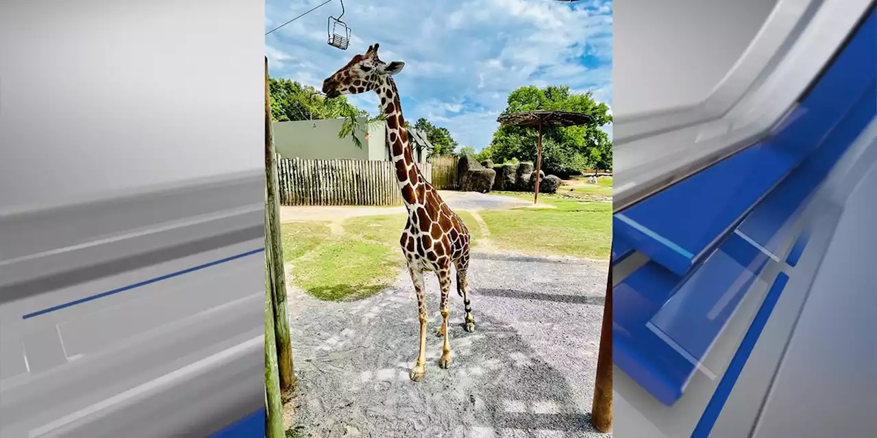 Montgomery Zoo mourns death of beloved reticulated giraffe