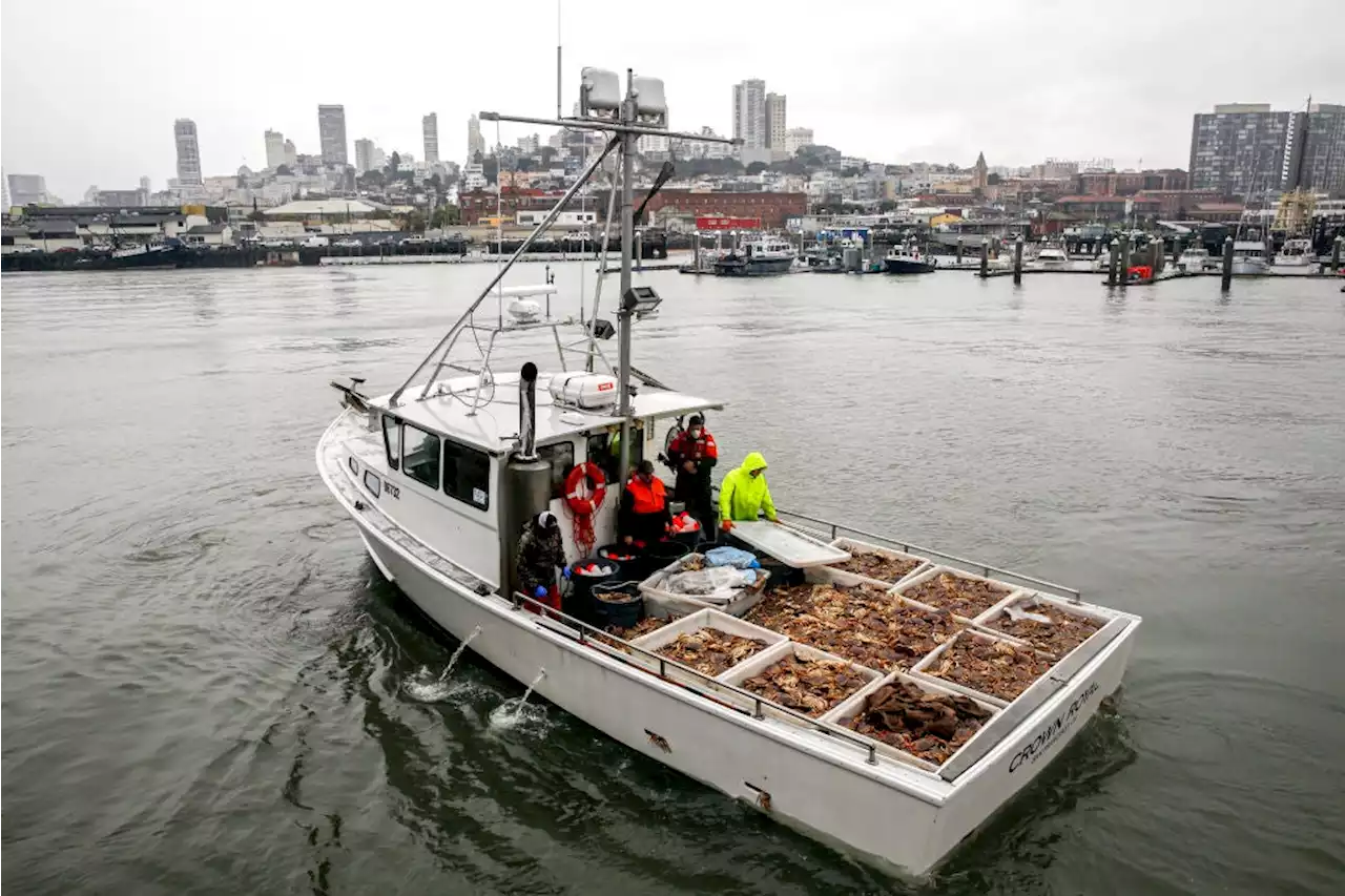 California announces closure of key Dungeness crab fishing zones to reduce risks to humpback whales