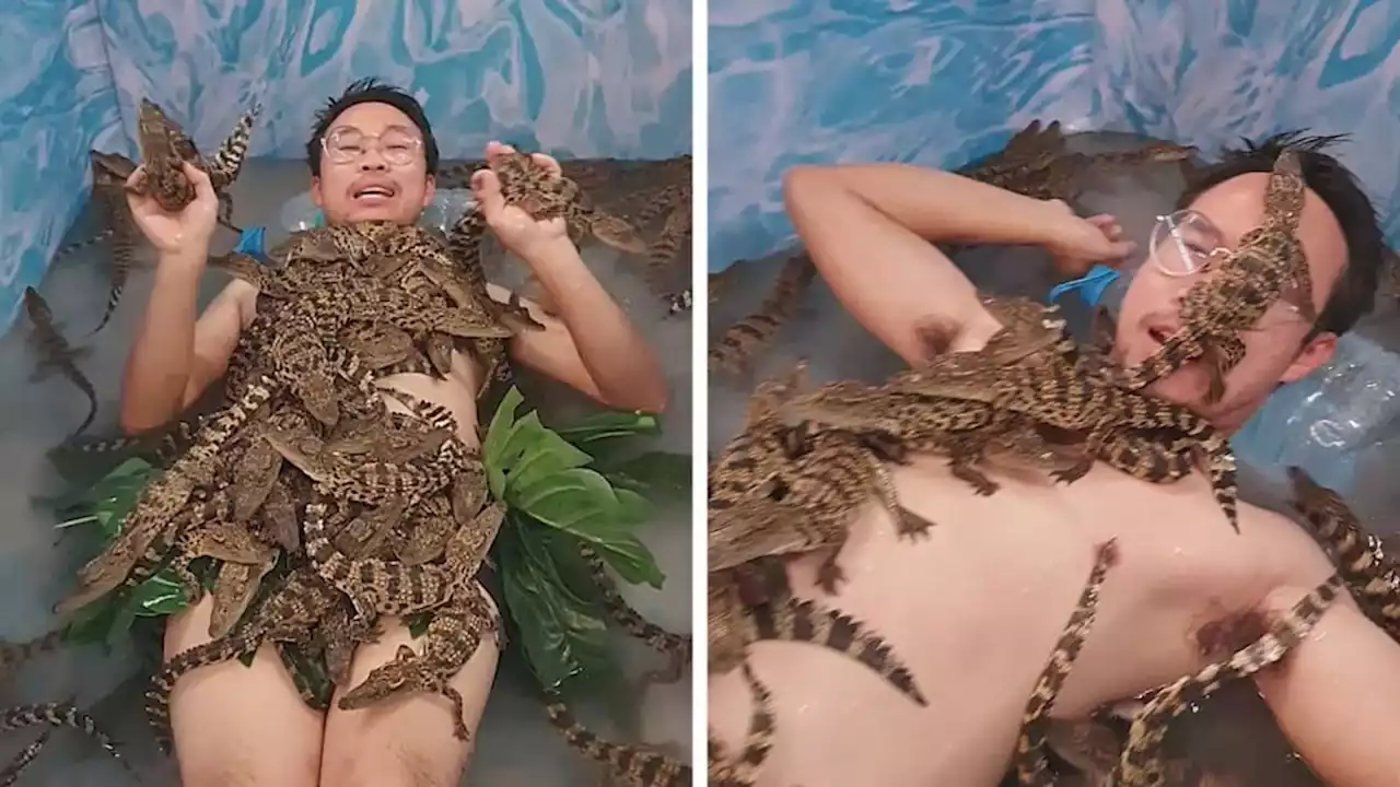 Man takes bath with dozens of baby crocodiles