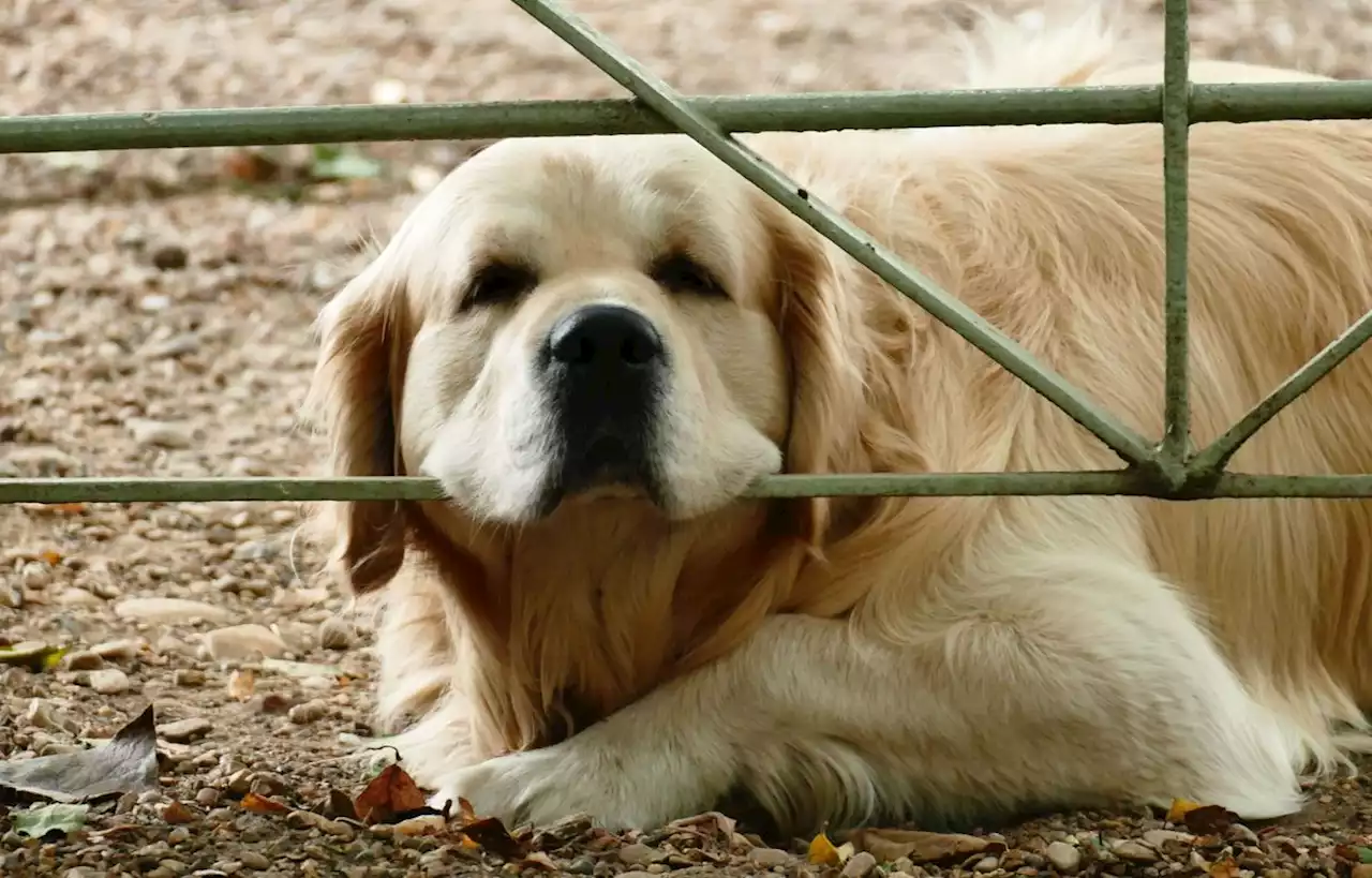 La police découvre un chien mort, lors d’une opération dans des épiceries