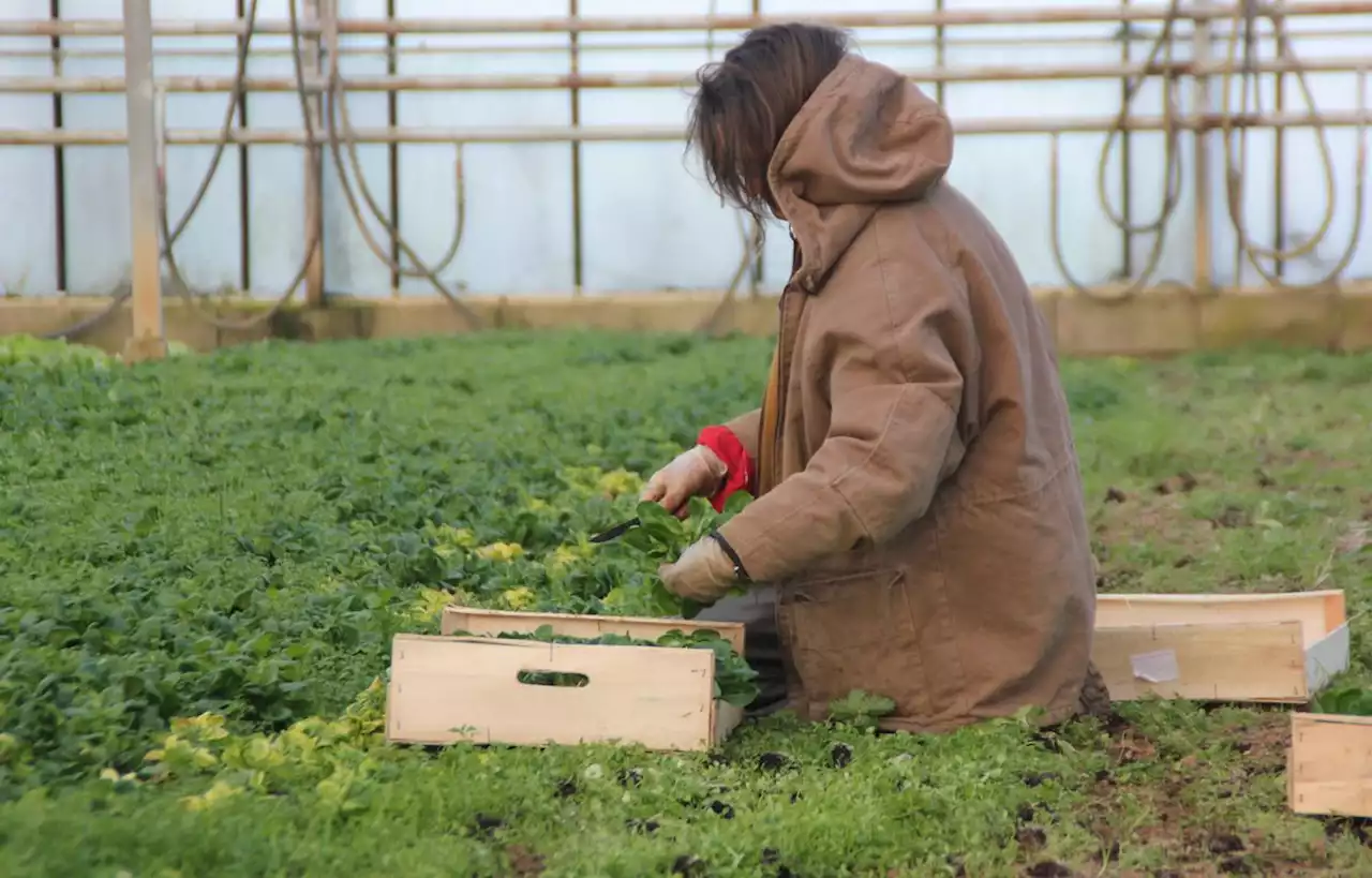 Les agriculteurs bio bretons bénéficieront de onze millions d’euros d’aide