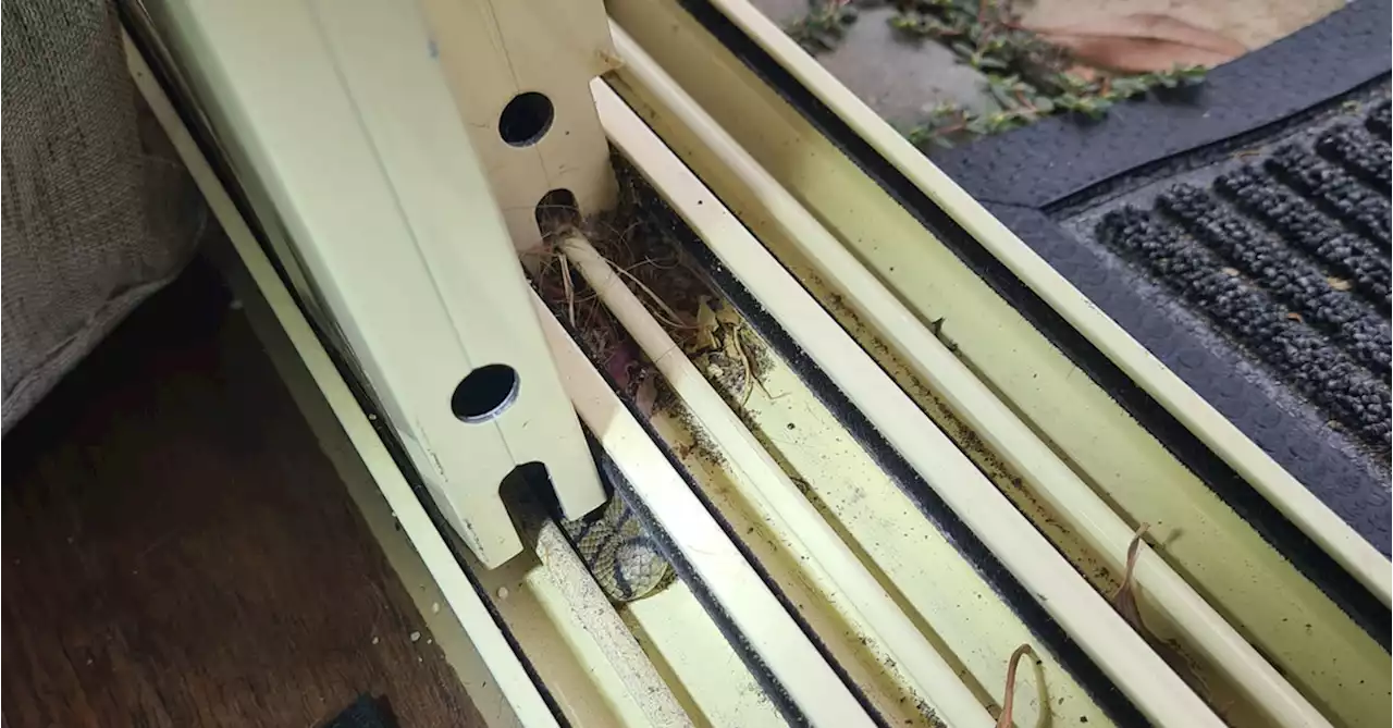 Deadly snake found ingenious way to enter home