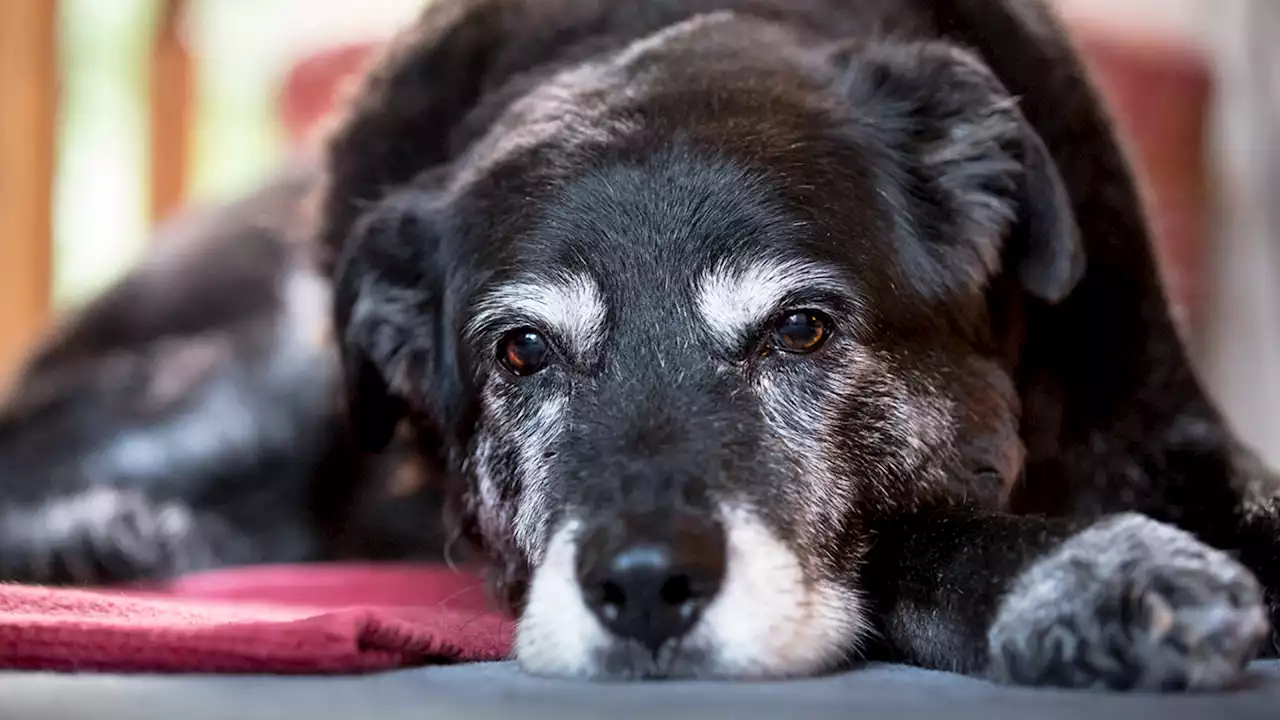 Tell aging to 'heel': How dogs could help scientists find the key to prolonging human life