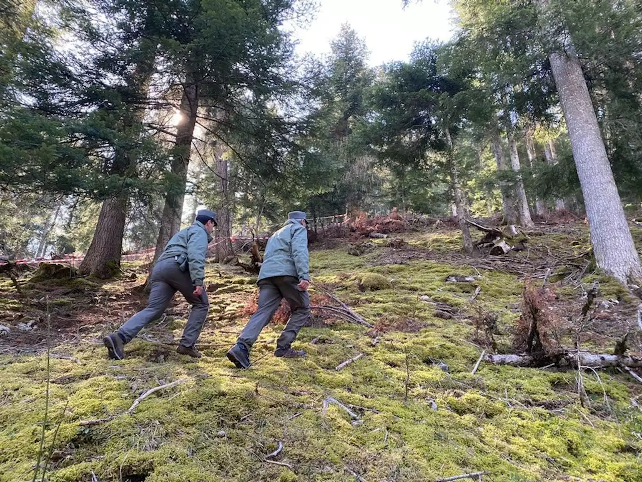 Bär tötet Jogger in Norditalien