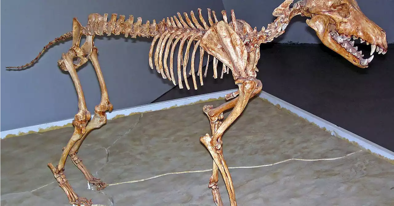 First-ever prehistoric Dire Wolf fossil found in Canada