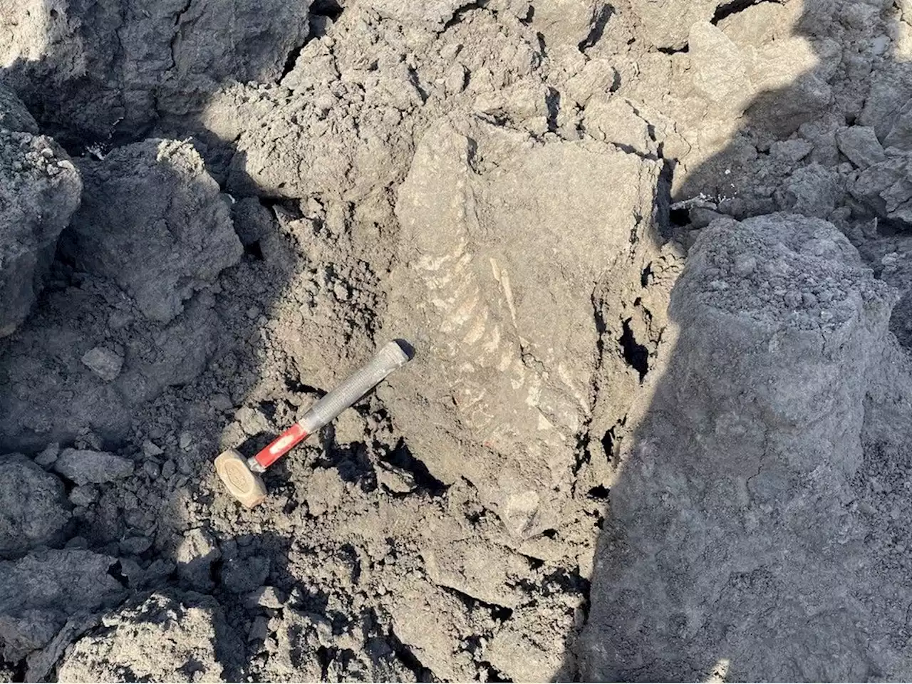 Alberta's oldest plesiosaur fossil found at Mildred Lake oilsands site