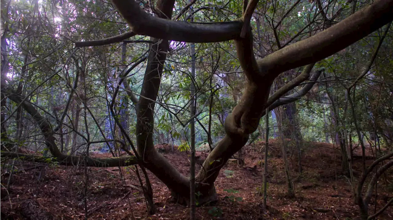 Forest Bathing in Cape Town: A unique journey through nature