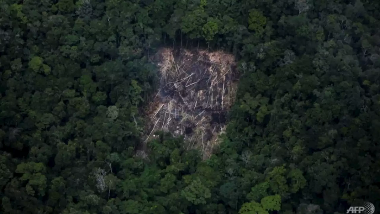 Despite Lula's promises, deforestation still rampant in Brazil