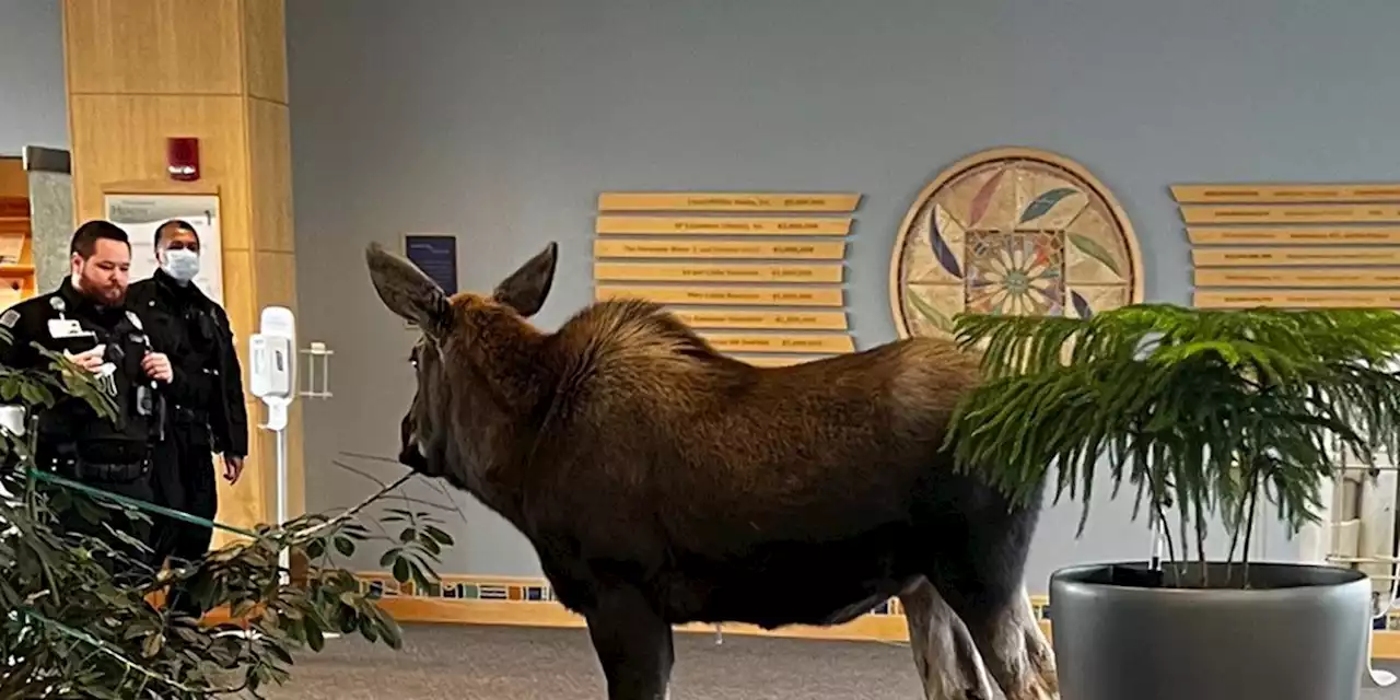 ‘What’s the code for this?’: Moose wanders into Alaska hospital