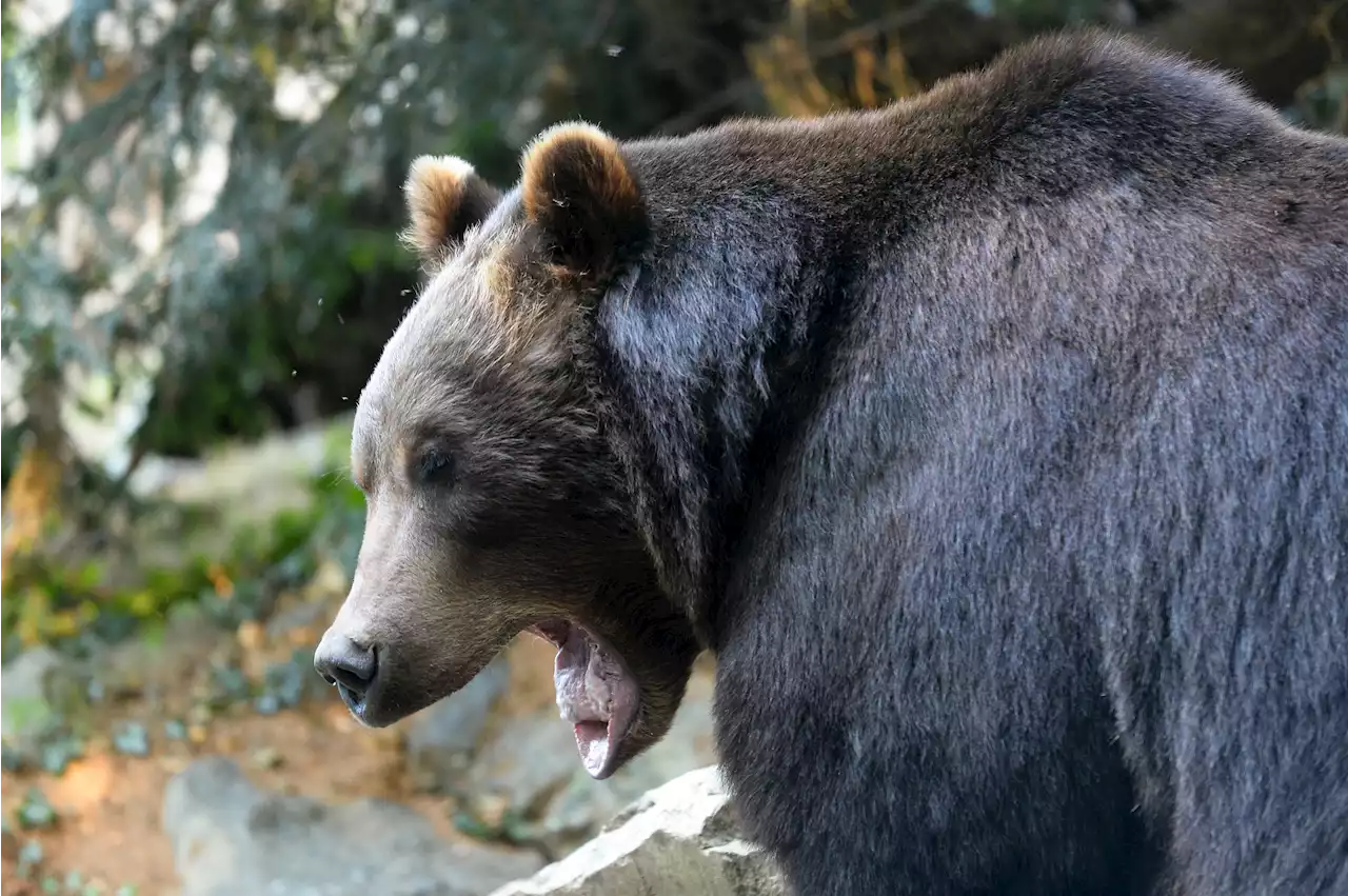 Italie : un joggeur tué par un ours