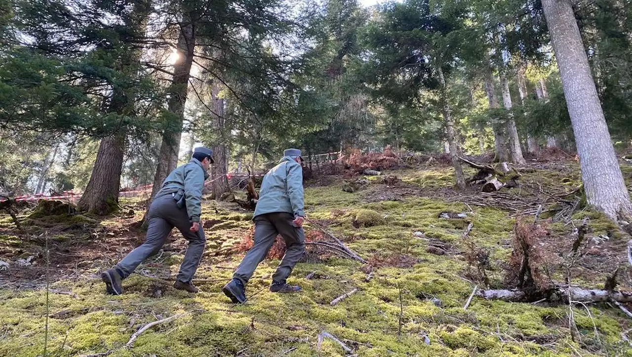 Bär tötet Jogger in Norditalien