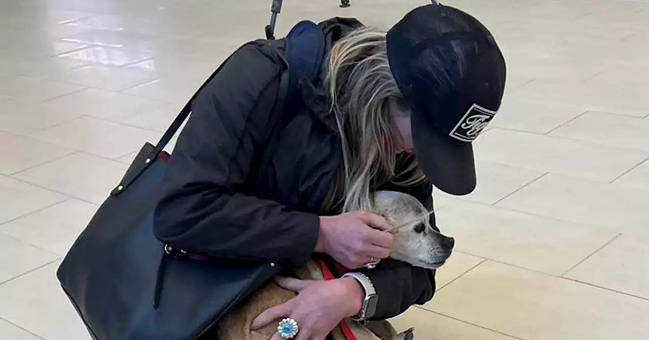 Dog missing for 7 years had ‘touching’ SC reunion with owner weeks before his death