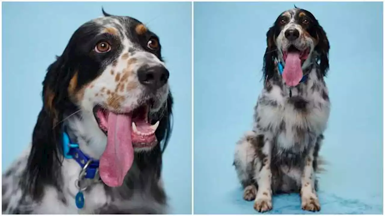 Conozca a Bisbee, el perro con el Récord Guinness por la lengua más larga