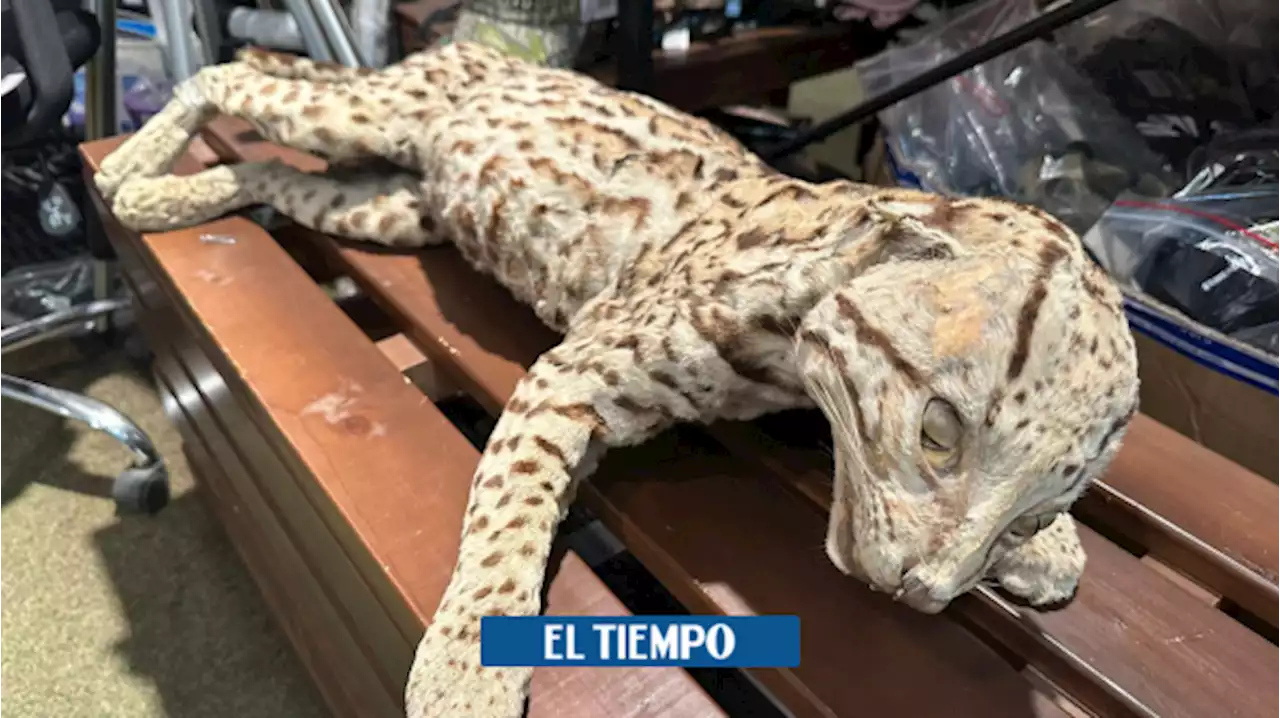 Hallaron un felino disecado en tienda de centro comercial en Medellín