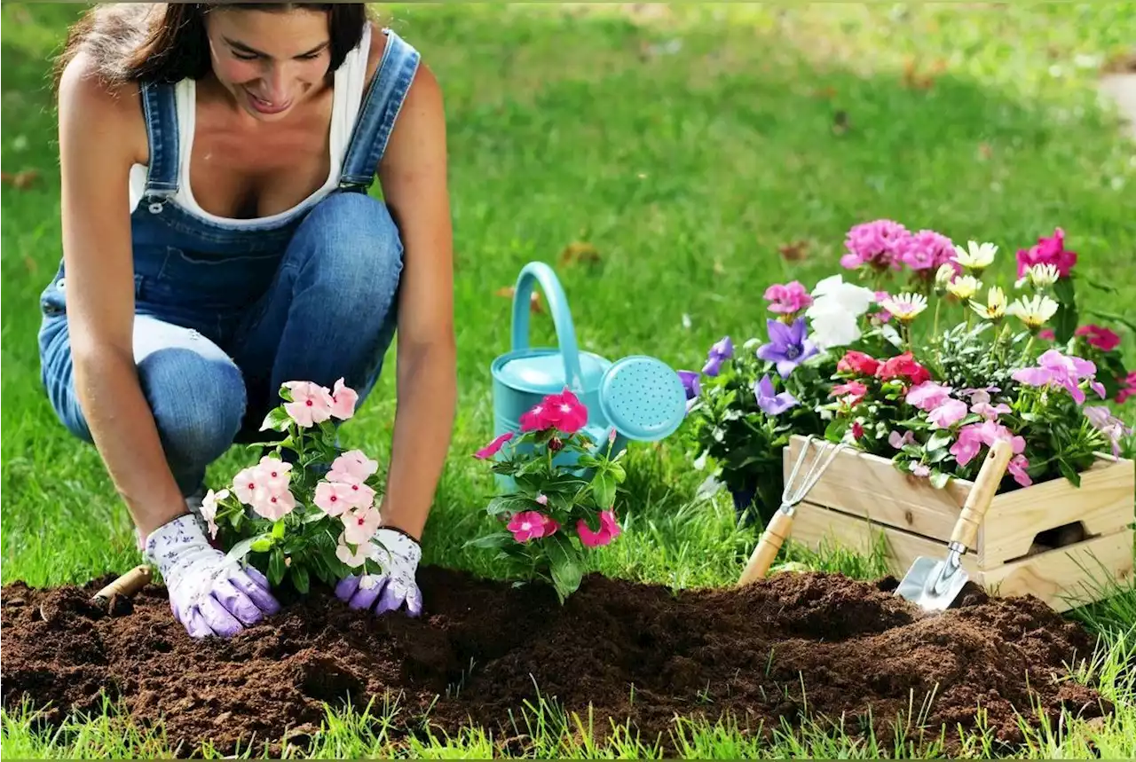 9 plantes qui nécessitent peu d’entretien, parfaites pour les jardiniers débutants