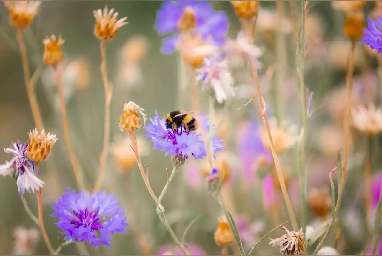 Jardinage : quels sont les insectes utiles ?