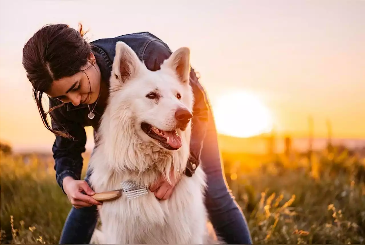 Mue de printemps des chats et chiens, voici tous nos conseils