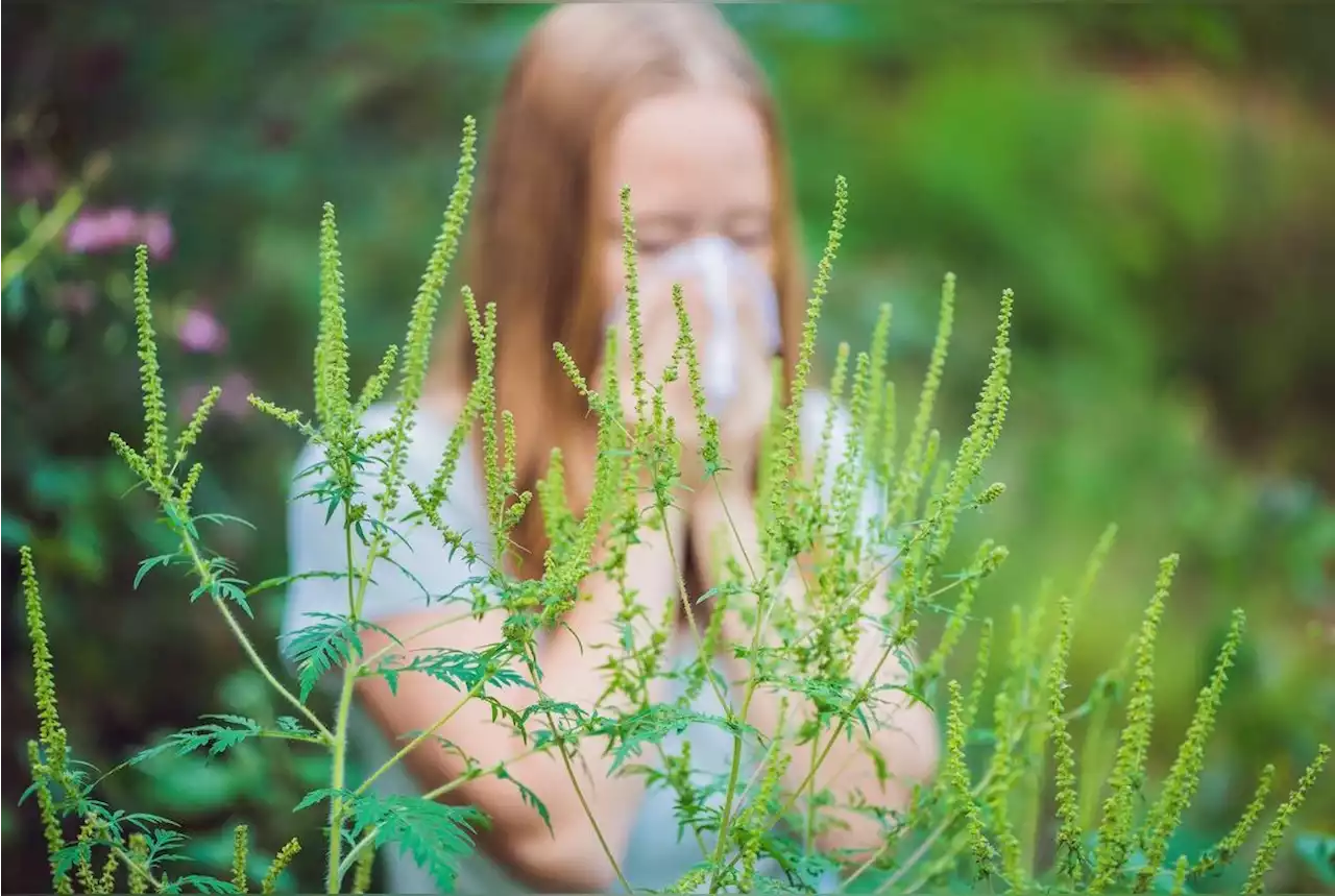 Voici les plantes à éviter au jardin pour réduire les risques d'allergies