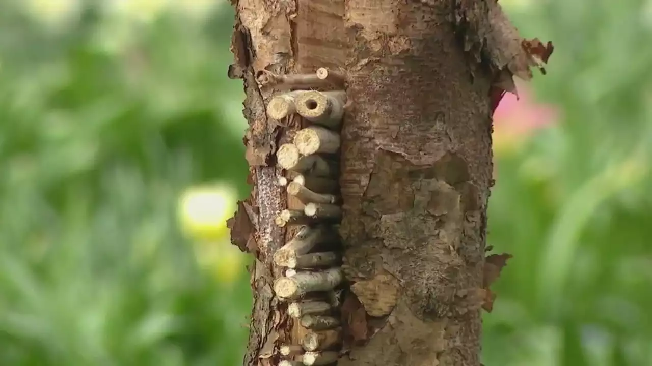 Battery Park City's 'Air Bee n Bees' provide native bees with homes in NYC