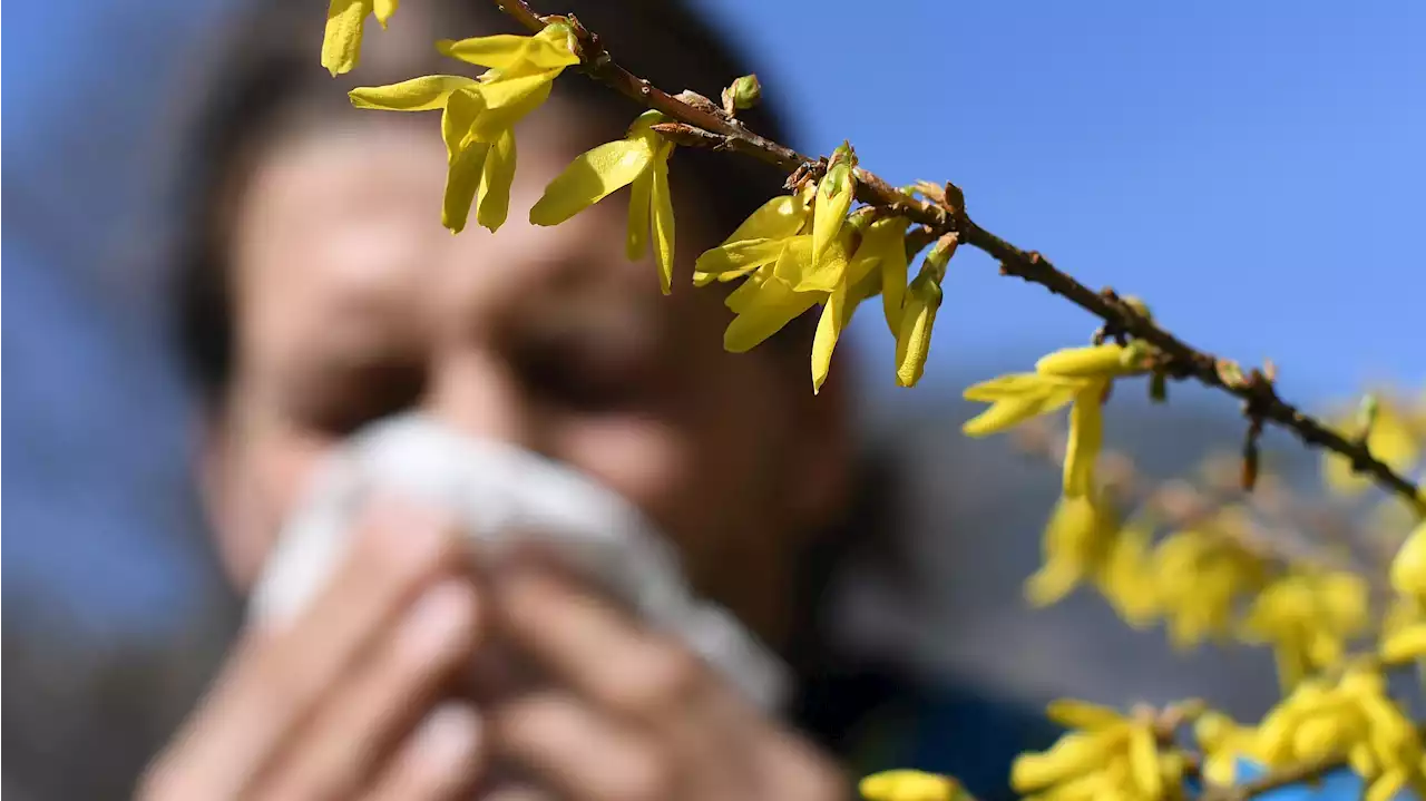 La alergia se dispara en 25 provincias por el calor en España