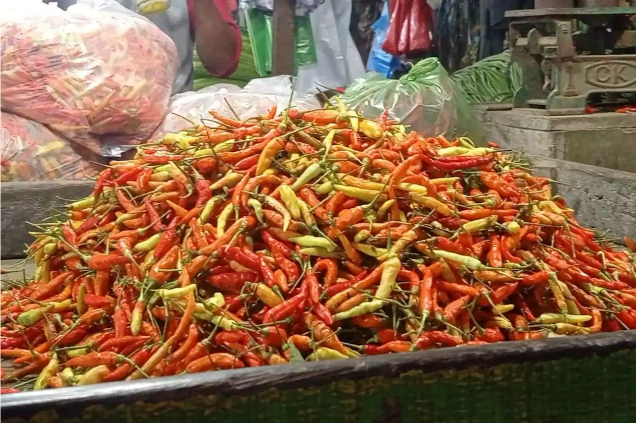 Menuju Lebaran 2023, Harga Cabai Rawit di Jember Terjun Bebas, Hamdalah