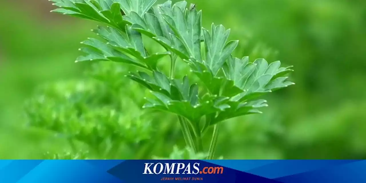 5 Hal yang Harus Diperhatikan Saat Menanam Tanaman Parsley