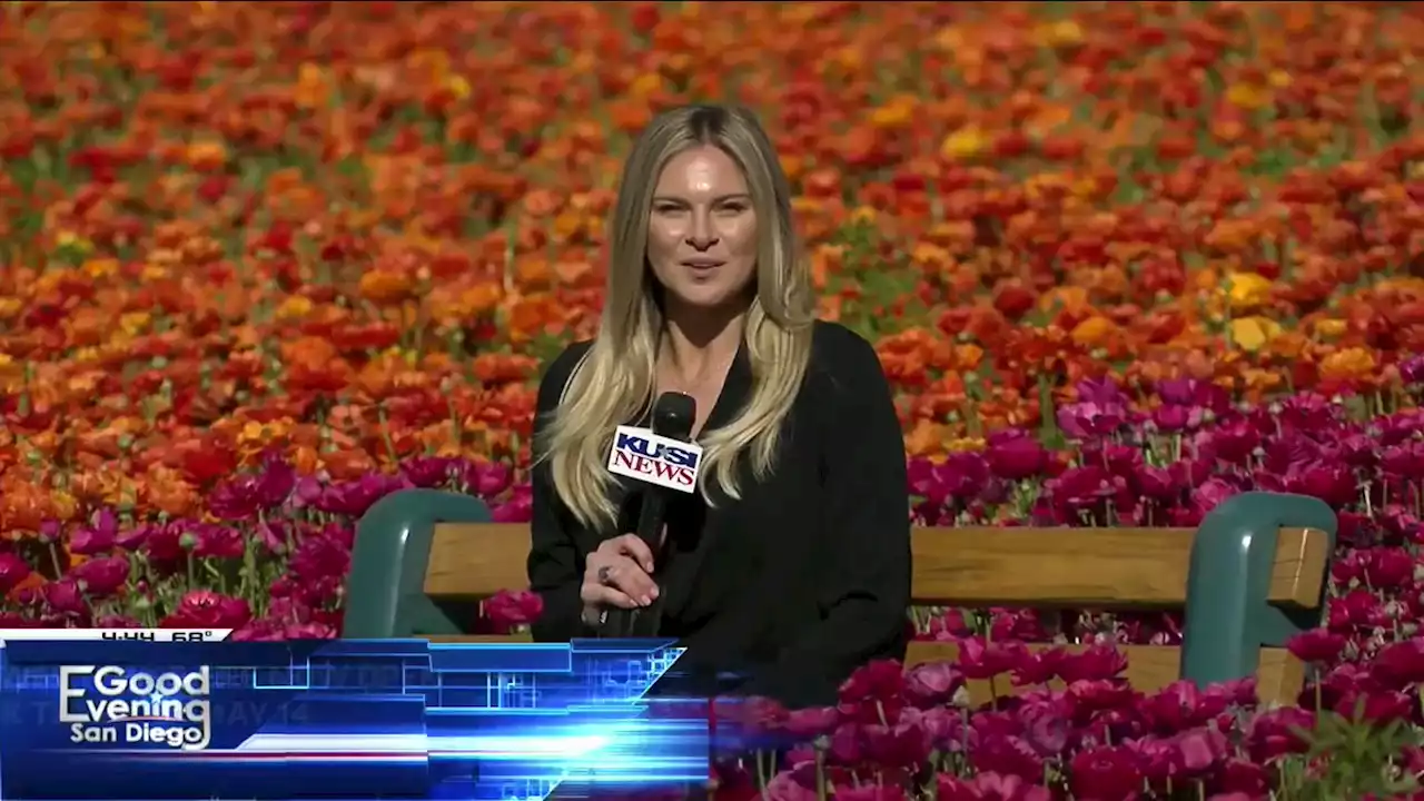 Carlsbad Flower Fields in full bloom, open to the public through May -