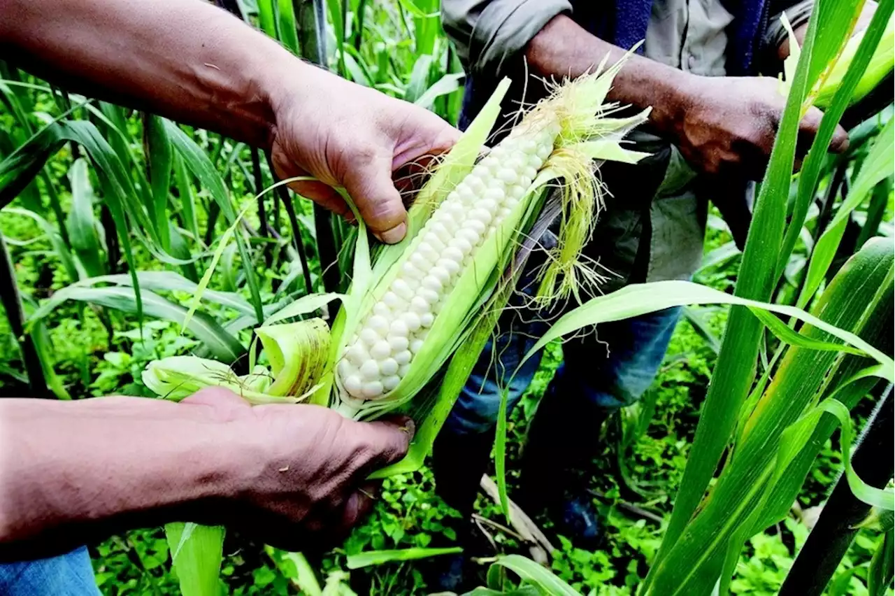 EU no debe exigir a México comprar maíz transgénico, dicen agricultores