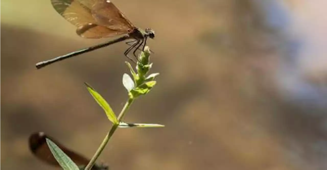 Soixante animations gratuites pour découvrir la biodiversité en Vaucluse