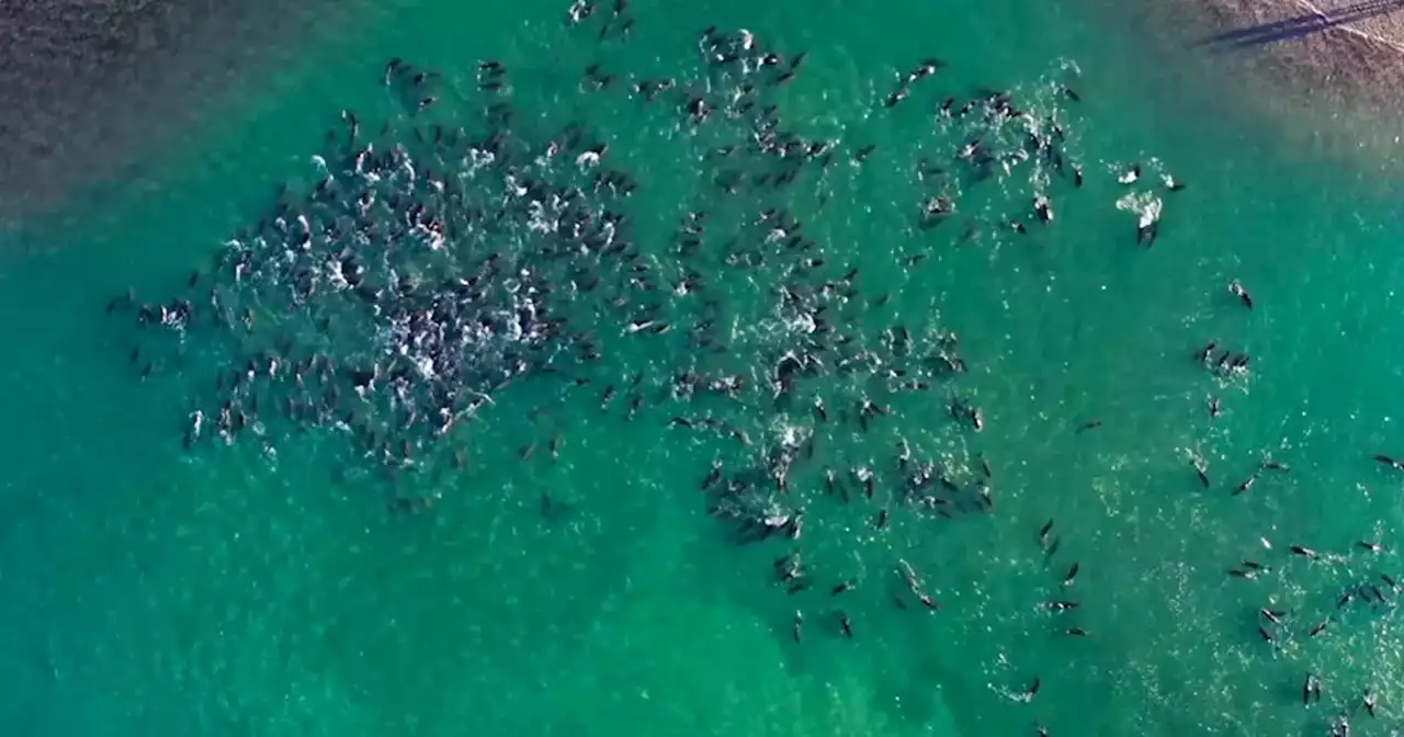 Rio Negro: con una “cadena humana” lograron rescatar a 300 delfines que habían quedado varados | Viral | La Voz del Interior