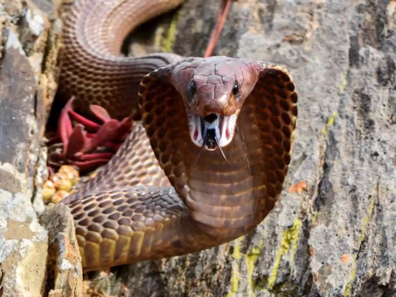 S.African pilot lands plane with poisonous cobra on his back