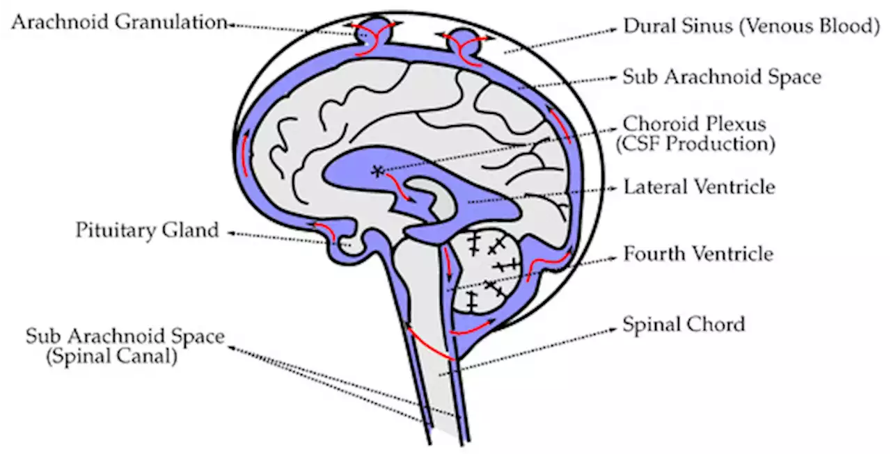 Mechanism of Coup and Contrecoup Injuries Induced by a Knock-Out Punch