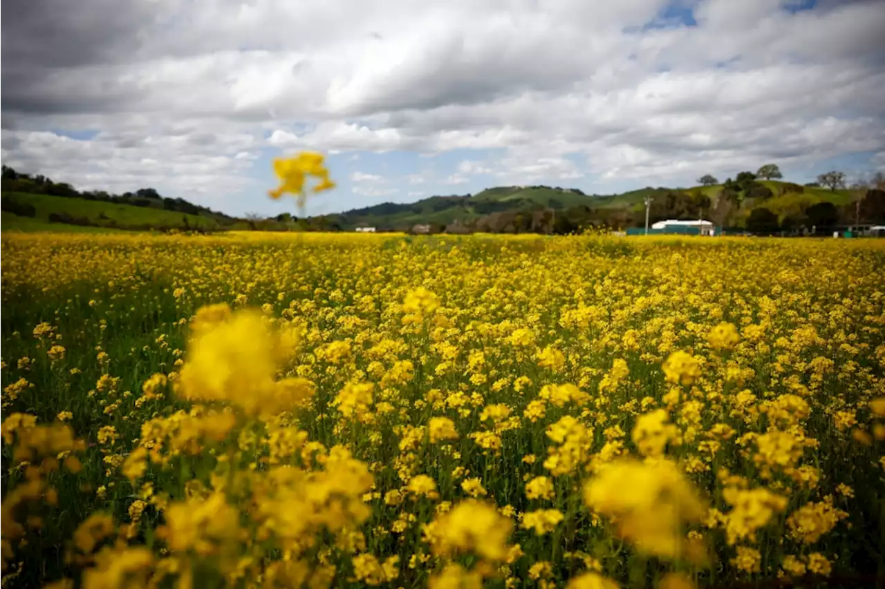 Bay Area’s wildflower season could be the best in years