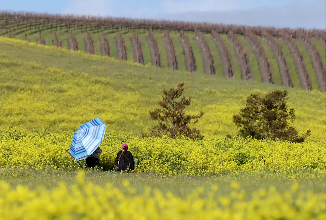 Where to see 2023’s wildflower blooms in the Bay Area: The reader’s poll