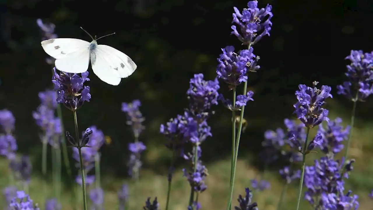 Allergies aux pollens : la majorité de la France en alerte rouge, comment profiter de la chasse aux œufs à Pâques ?