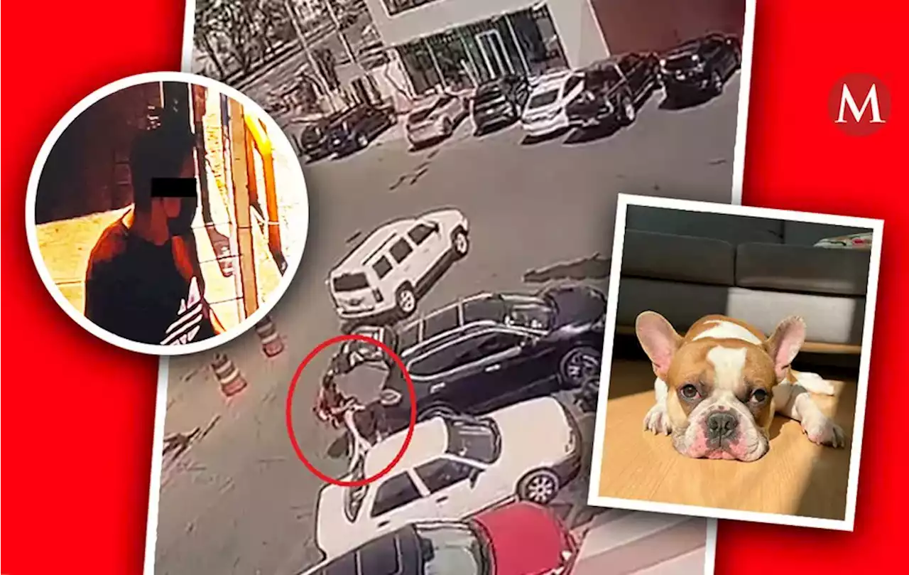 Bulldog Francés es robado de un auto en la México-Querétaro