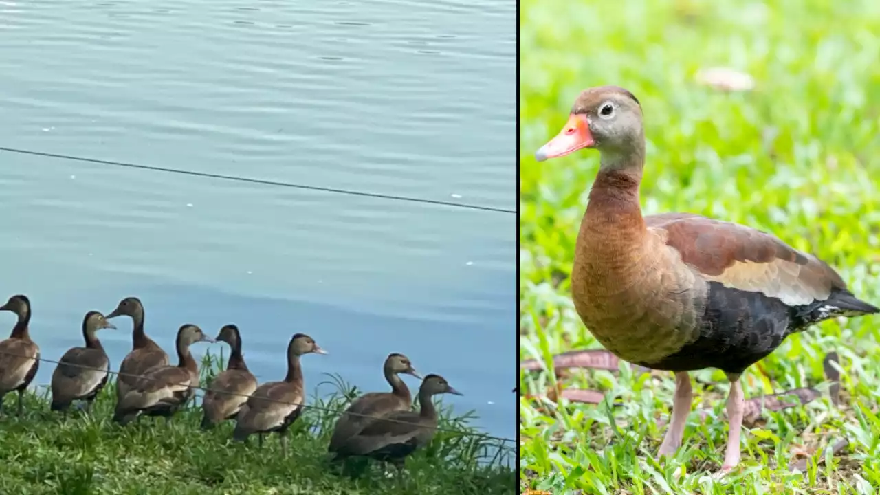 [FOTOS Y VIDEO] ‘Emilio’, el anfitrión de los pisingos que llegaron de vacaciones al Parque Norte