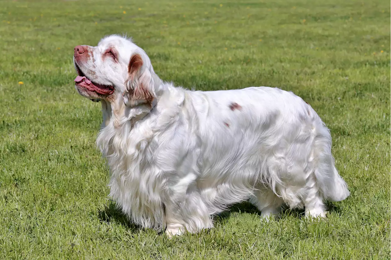 Internet obsessed with this rare breed of spaniel puppy—'Out of this world'