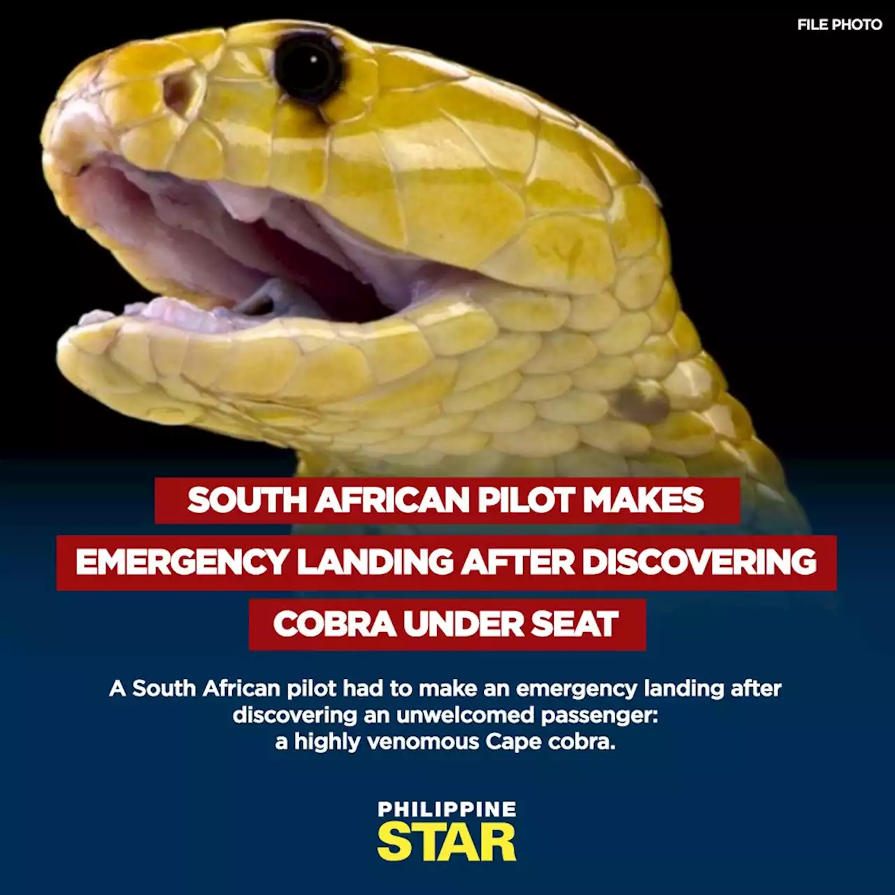 South African pilot makes emergency landing after discovering cobra under seat