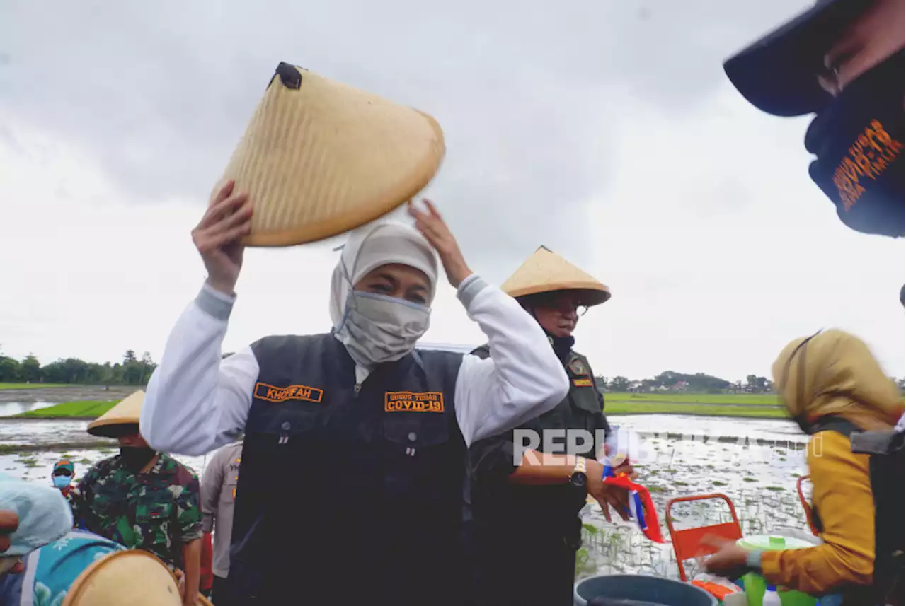 Dorong Percepatan Tanam Padi, Khofifah : Mumpung Masih Musim Hujan |Republika Online