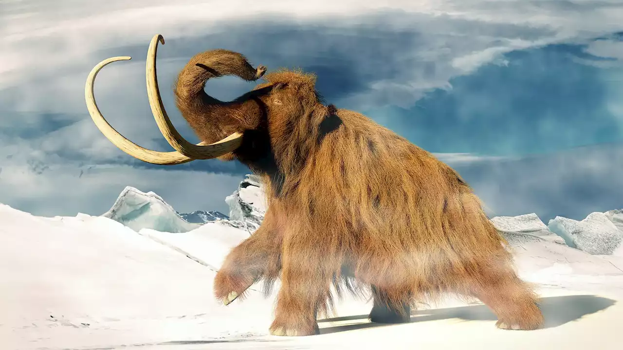 700,000 Years of Woolly Wonders: Unraveling the Genetic Yarn of Mammoth Evolution