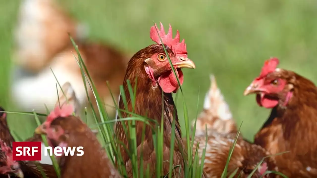 Hochsaison an Ostern - Die Eierproduzenten kämpfen mit widrigen Umständen