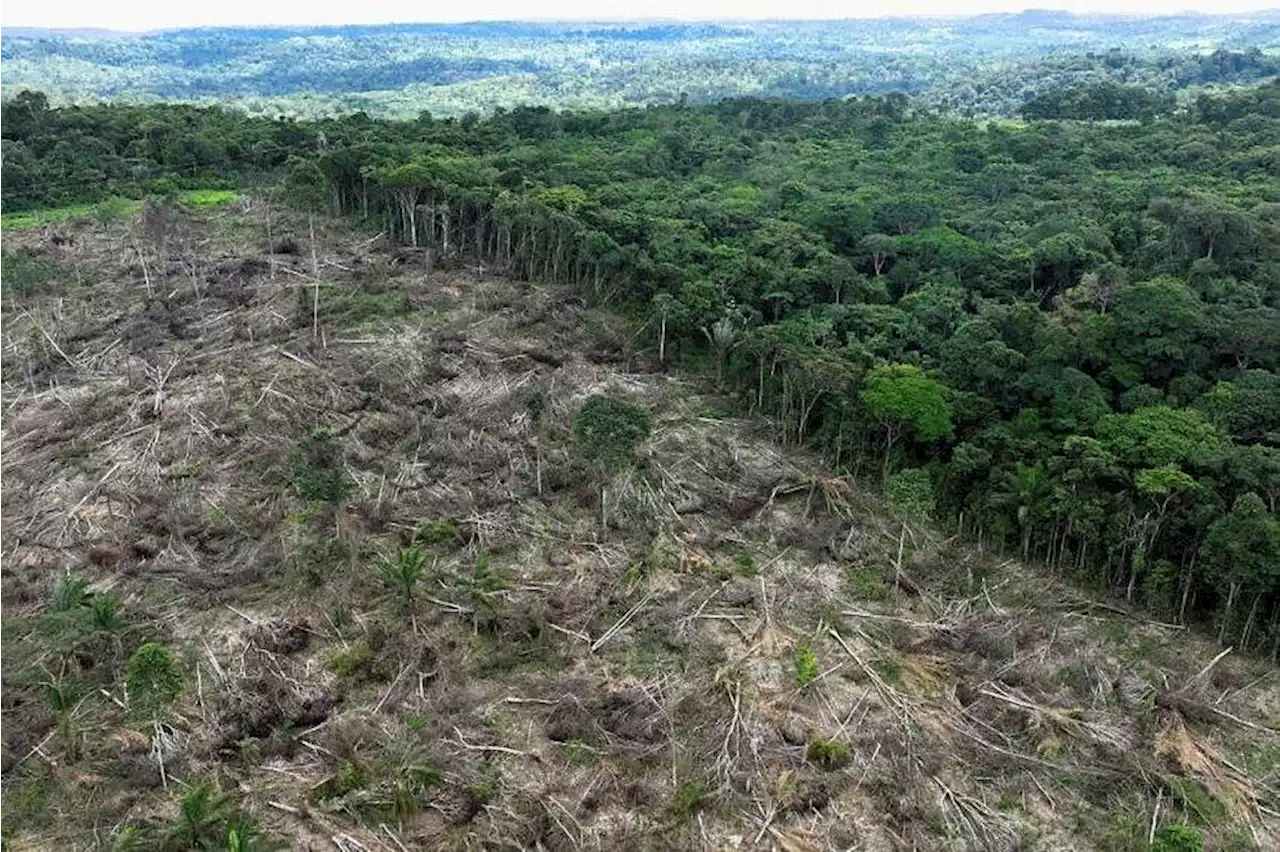 Despite Lula's promises, deforestation still rampant in Brazil