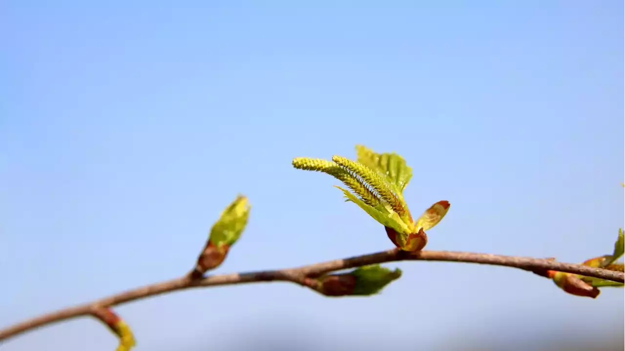 Ursachen der jährlichen Schwankungen unbekannt: Erste Birkenpollen in Berlin – aber bisher Saison ohne Extreme