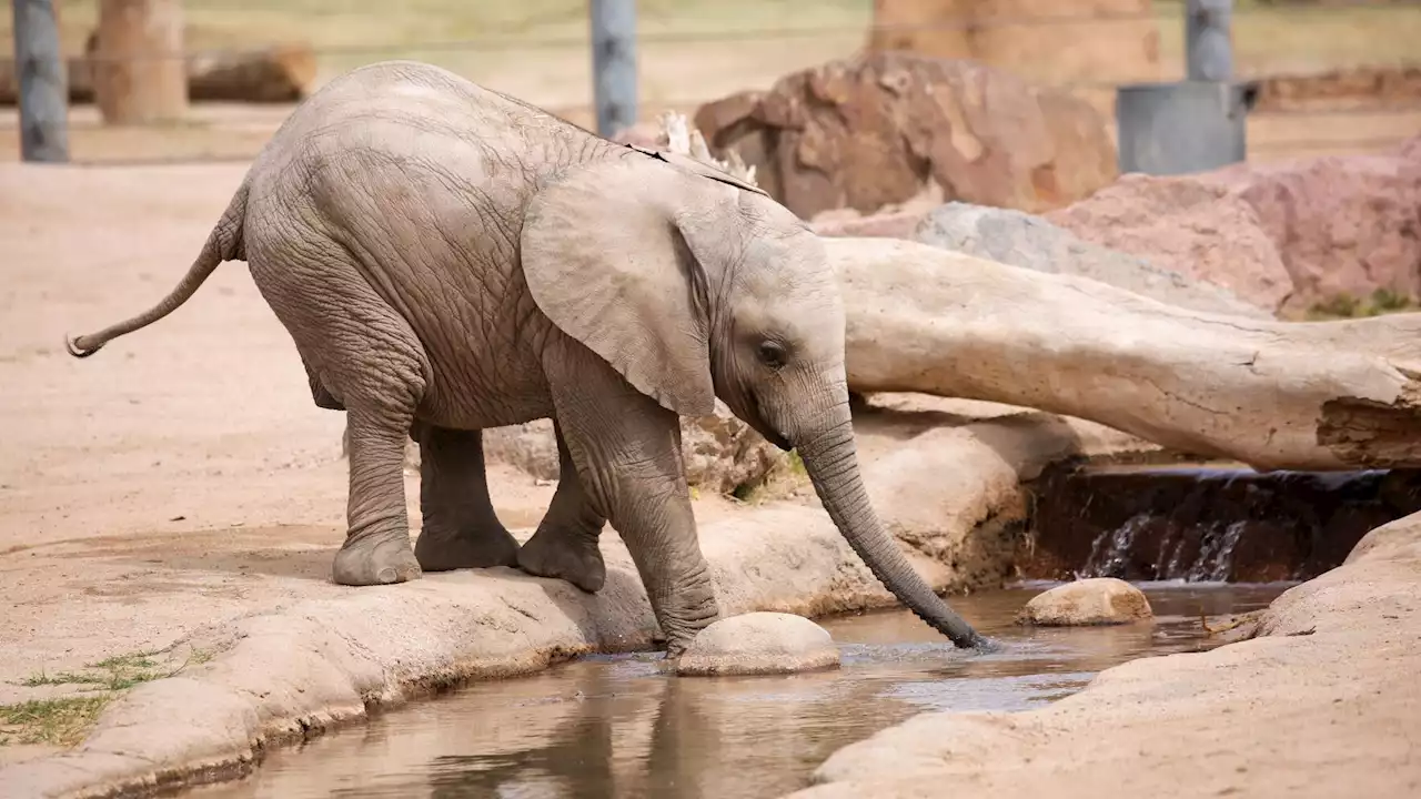 80+ photos of Tucson's baby elephant Penzi