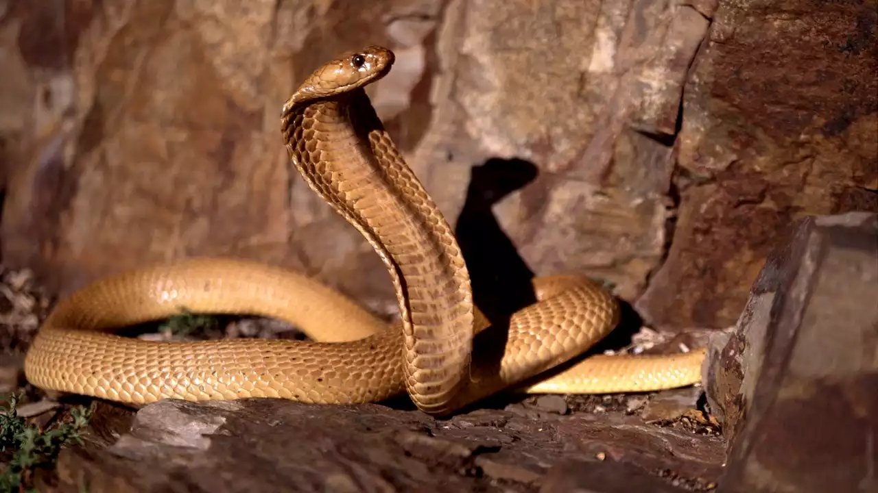 Afrique du Sud : un cobra mortel force un avion à atterrir en urgence