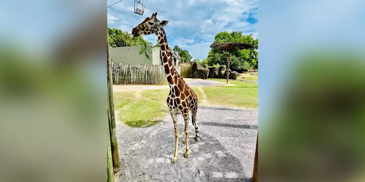 Montgomery Zoo announces the passing of reticulated giraffe Jenna